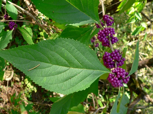 {Callicarpa americana}